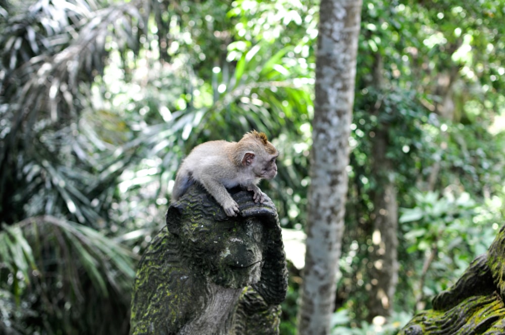 brown and white monkey on tree trunk during daytime