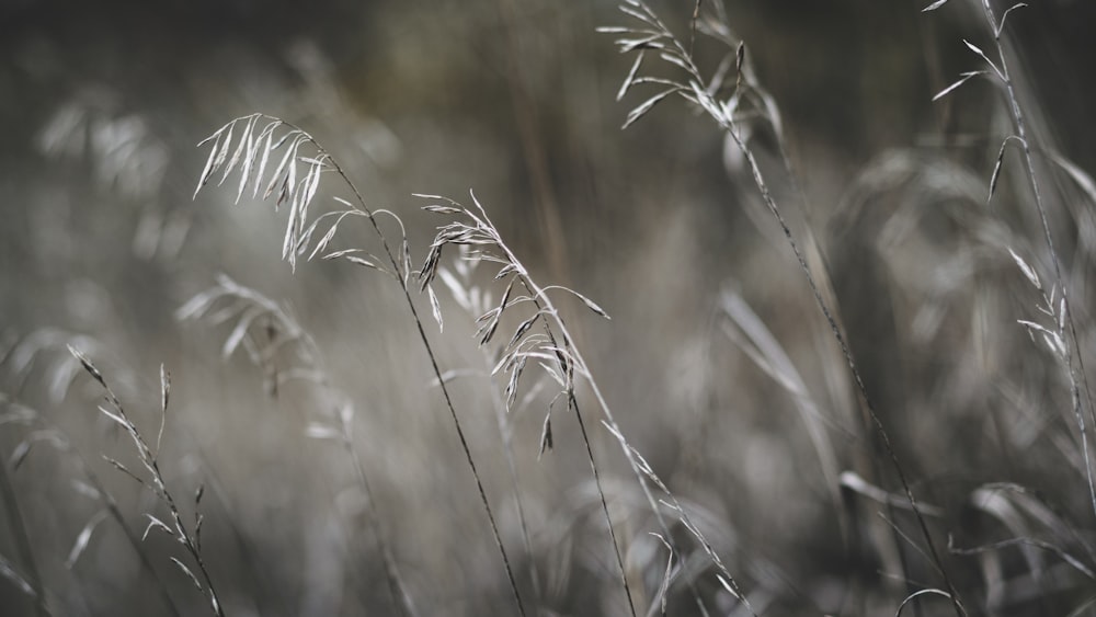 green grass in close up photography