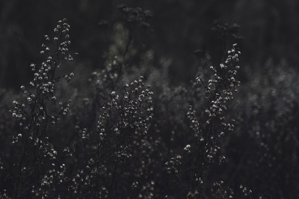 white flowers on black background