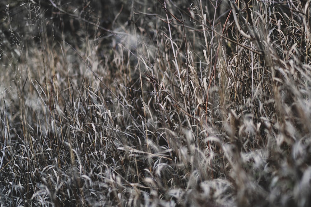 brown grass field during daytime