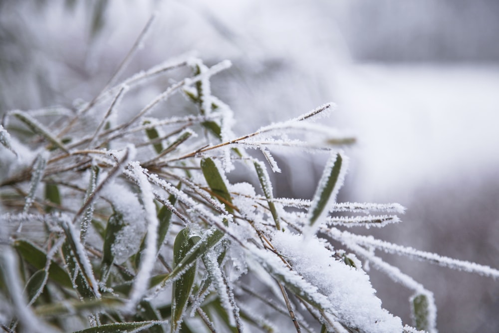 green plant covered with snow