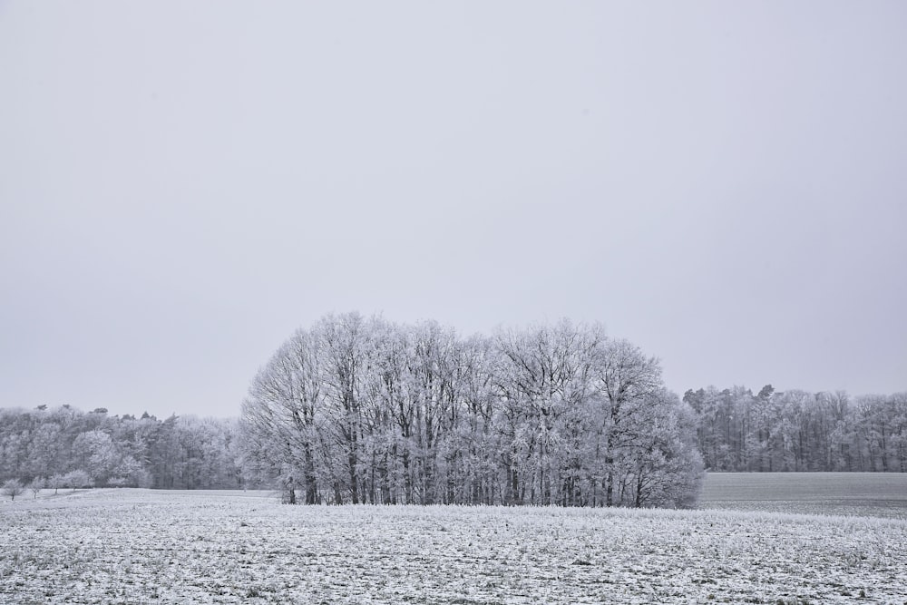 trees on snow covered field during daytime