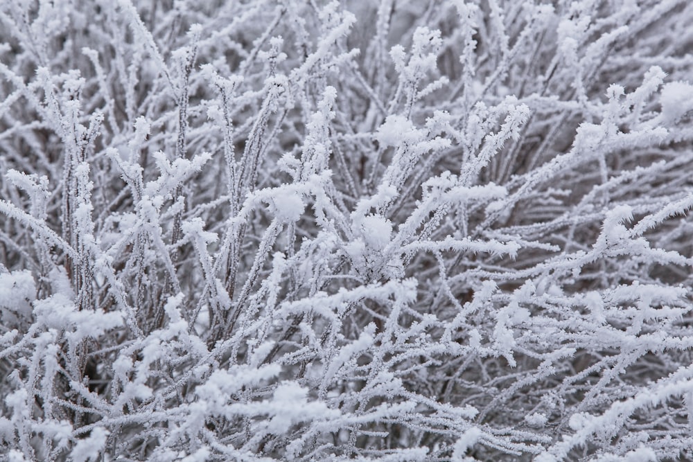 white snow on brown tree branch