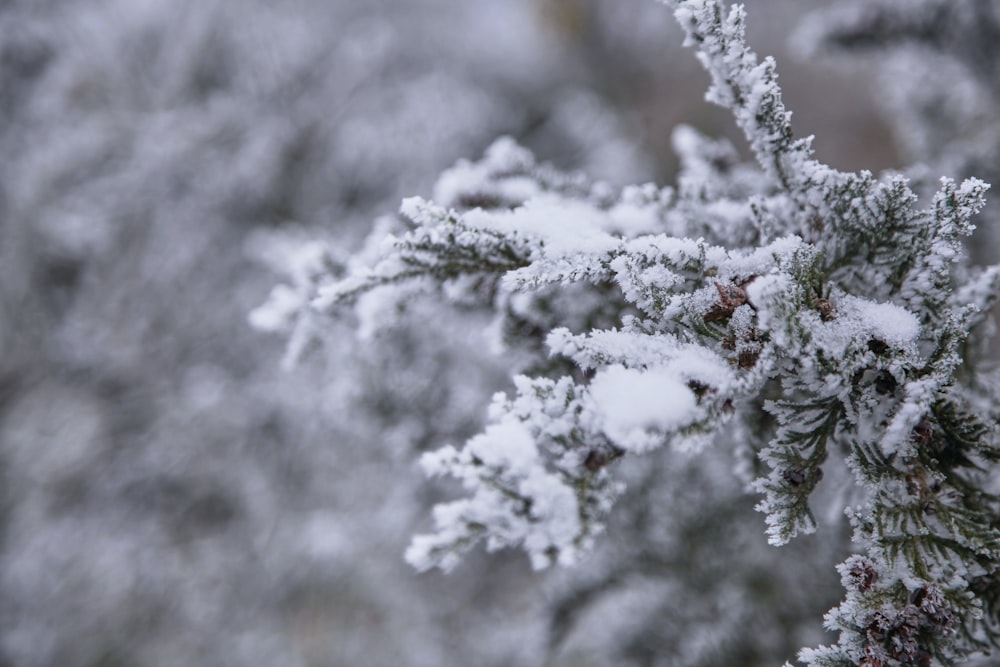 white snow on green tree branch