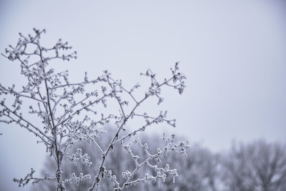 green plant under white sky during daytime