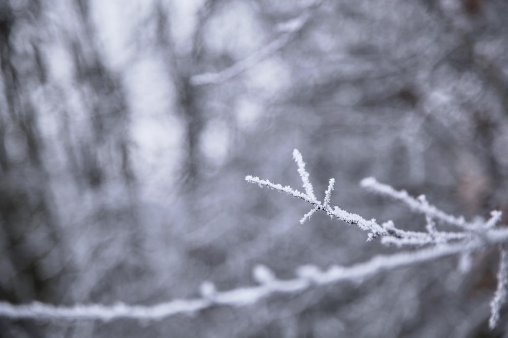 snow covered tree branch in grayscale photography