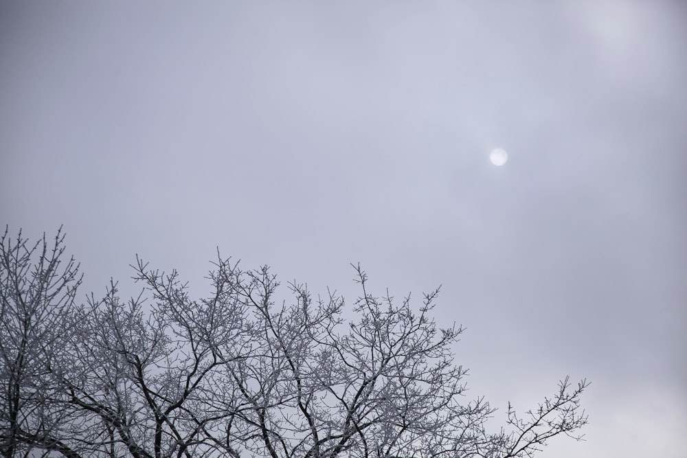 bare tree under blue sky during daytime