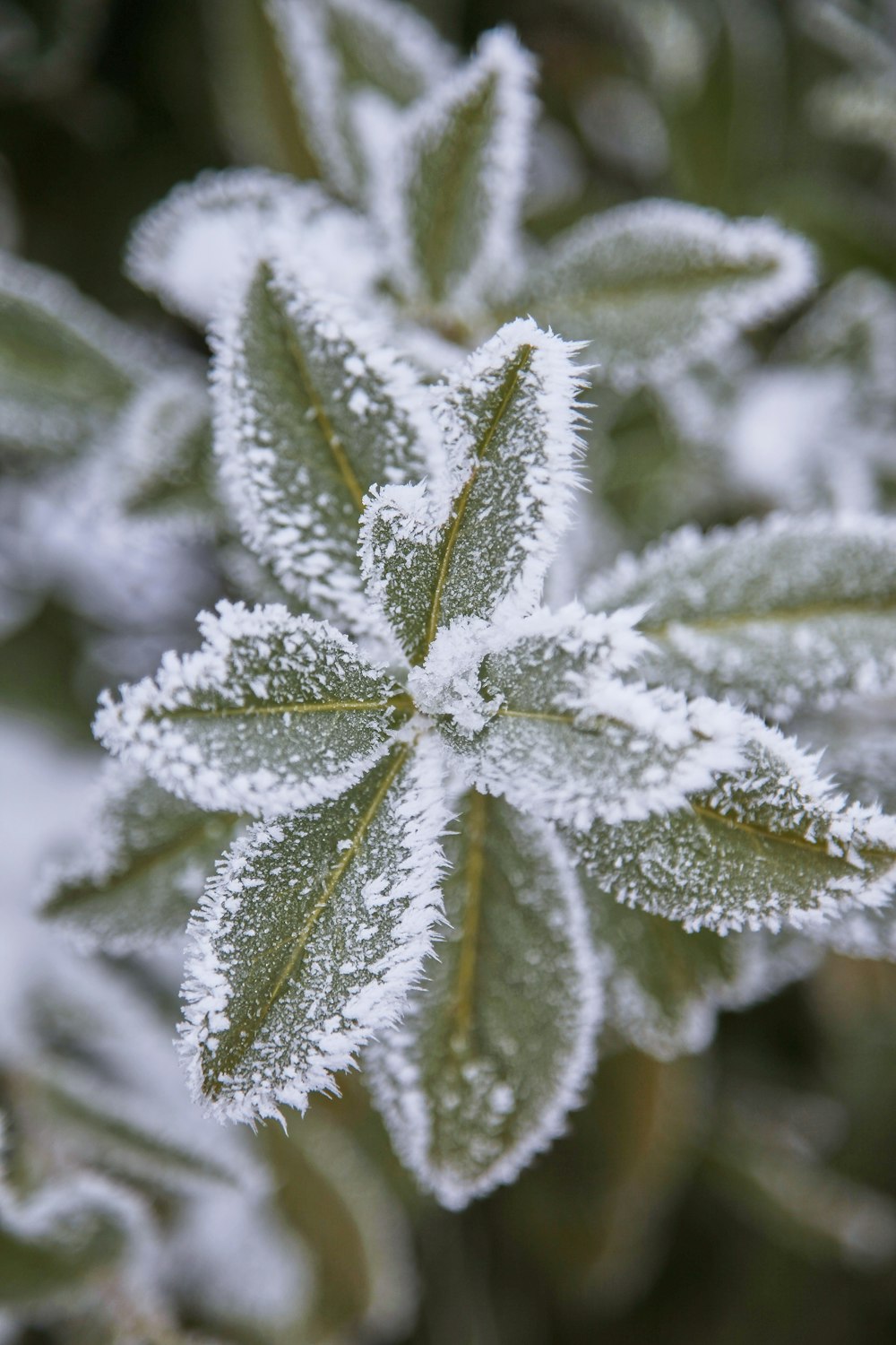 green leaf covered with snow