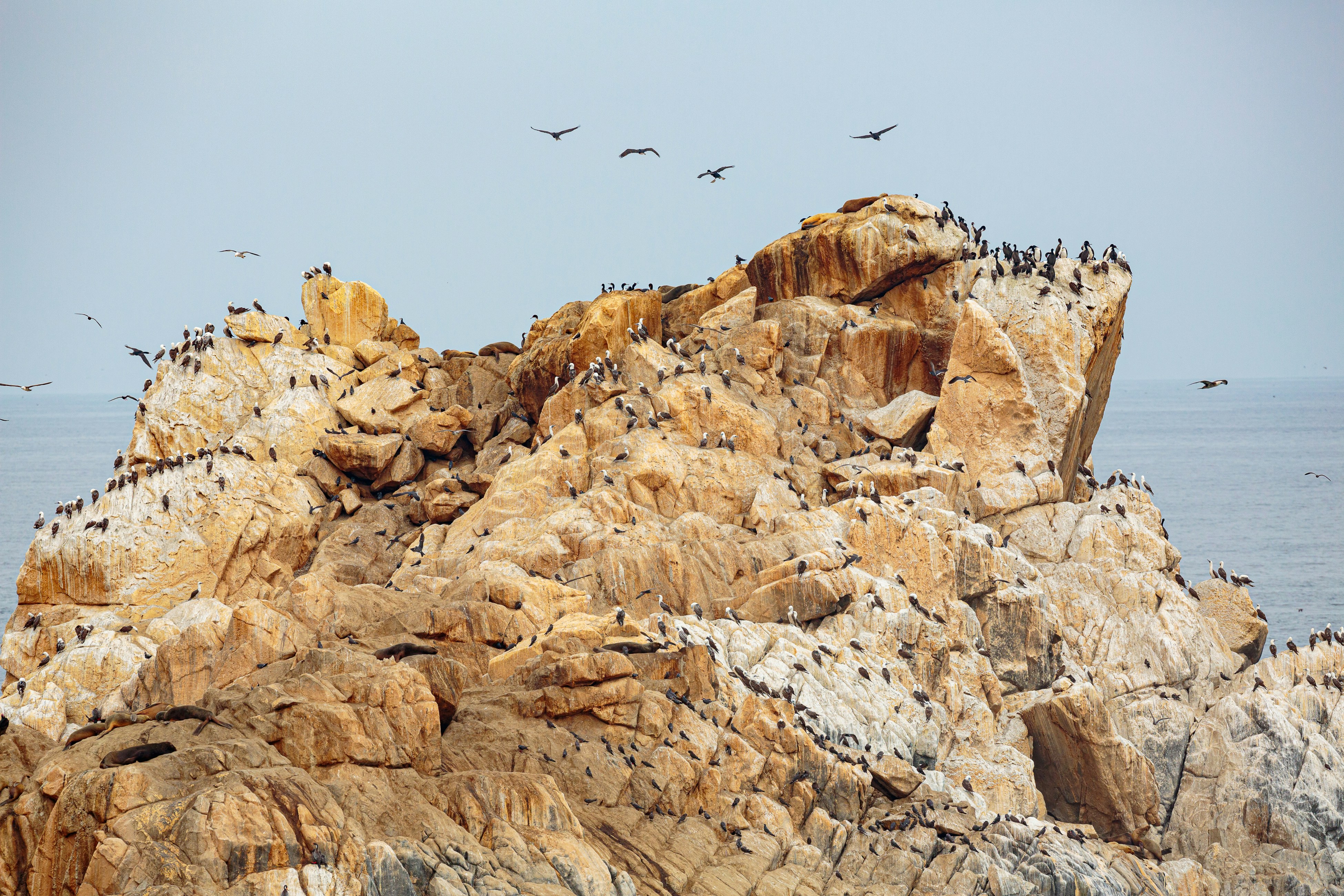 Una Isla llena de popó de Pájaro