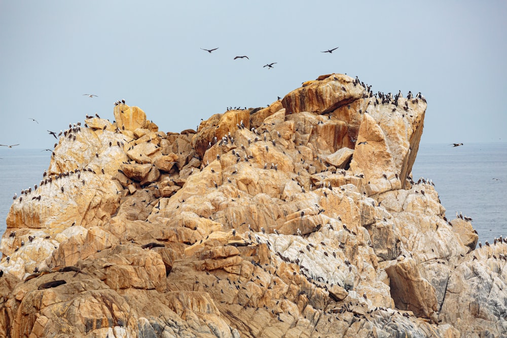 birds flying over rocky mountain during daytime