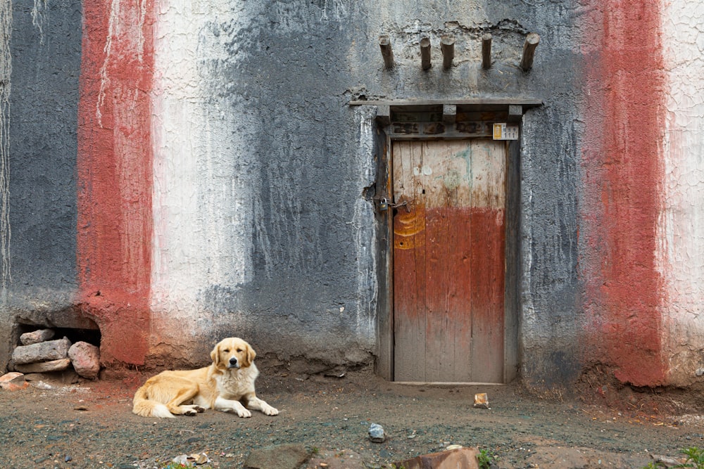 2 brown short coated dogs lying on gray concrete floor