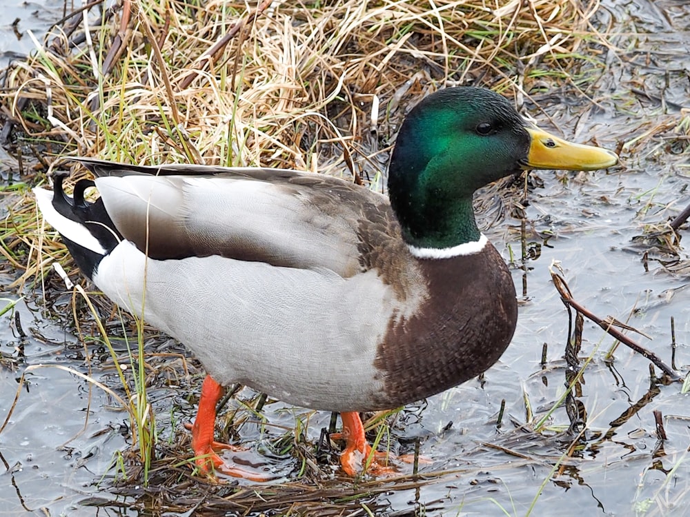 white and green mallard duck on brown grass during daytime