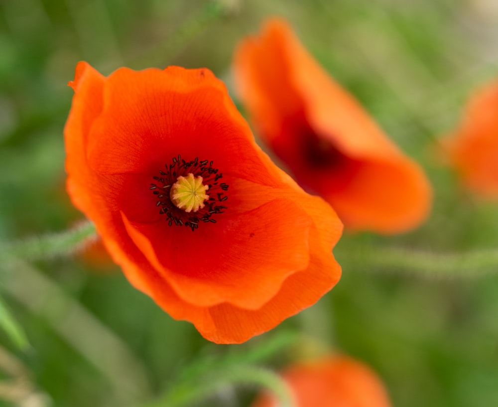 orange flower in tilt shift lens