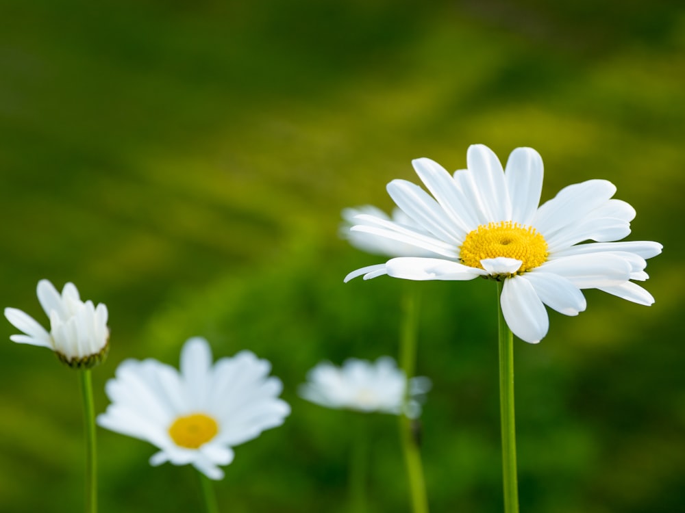 white daisy in tilt shift lens