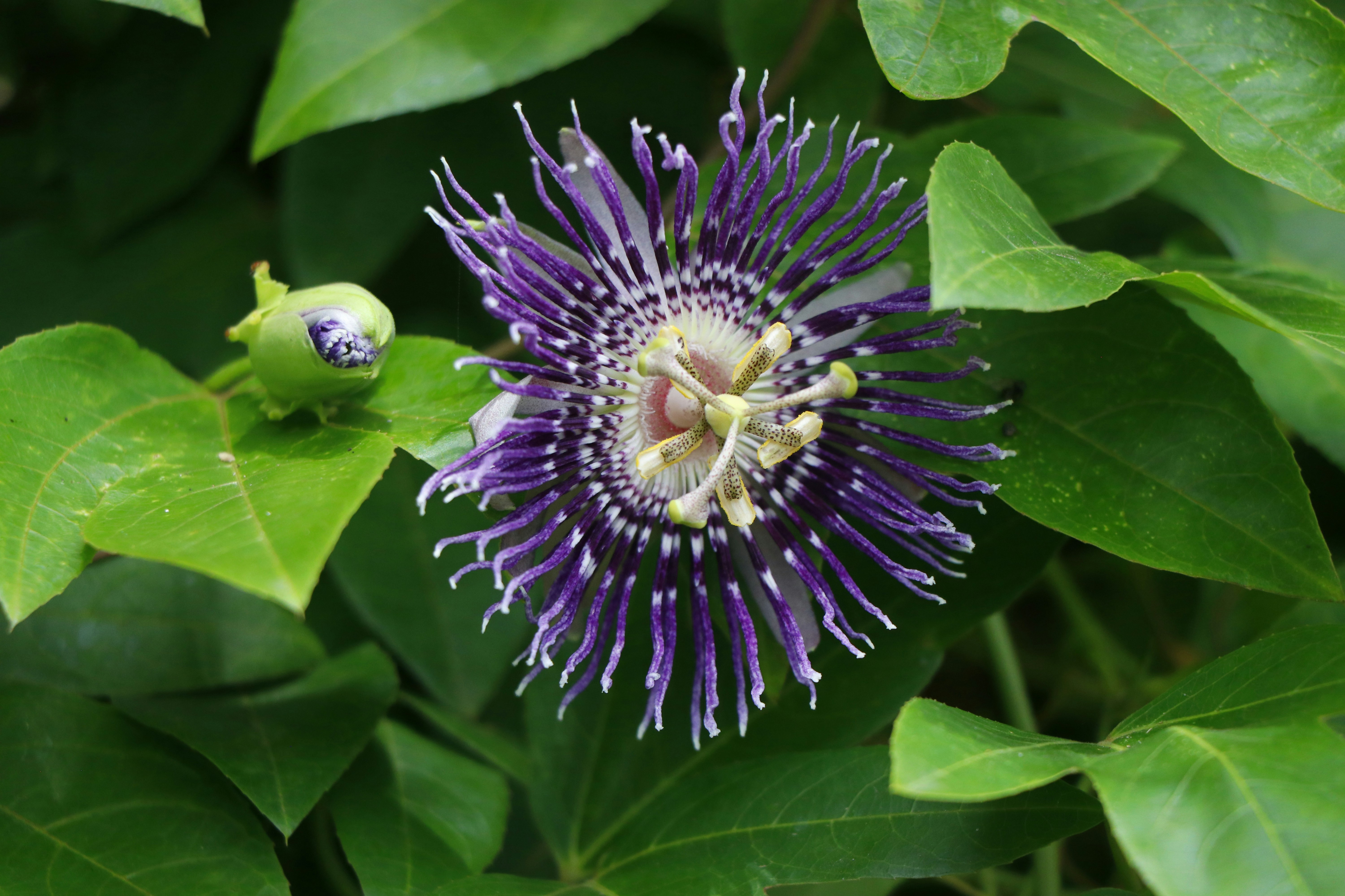 Photo by photonature