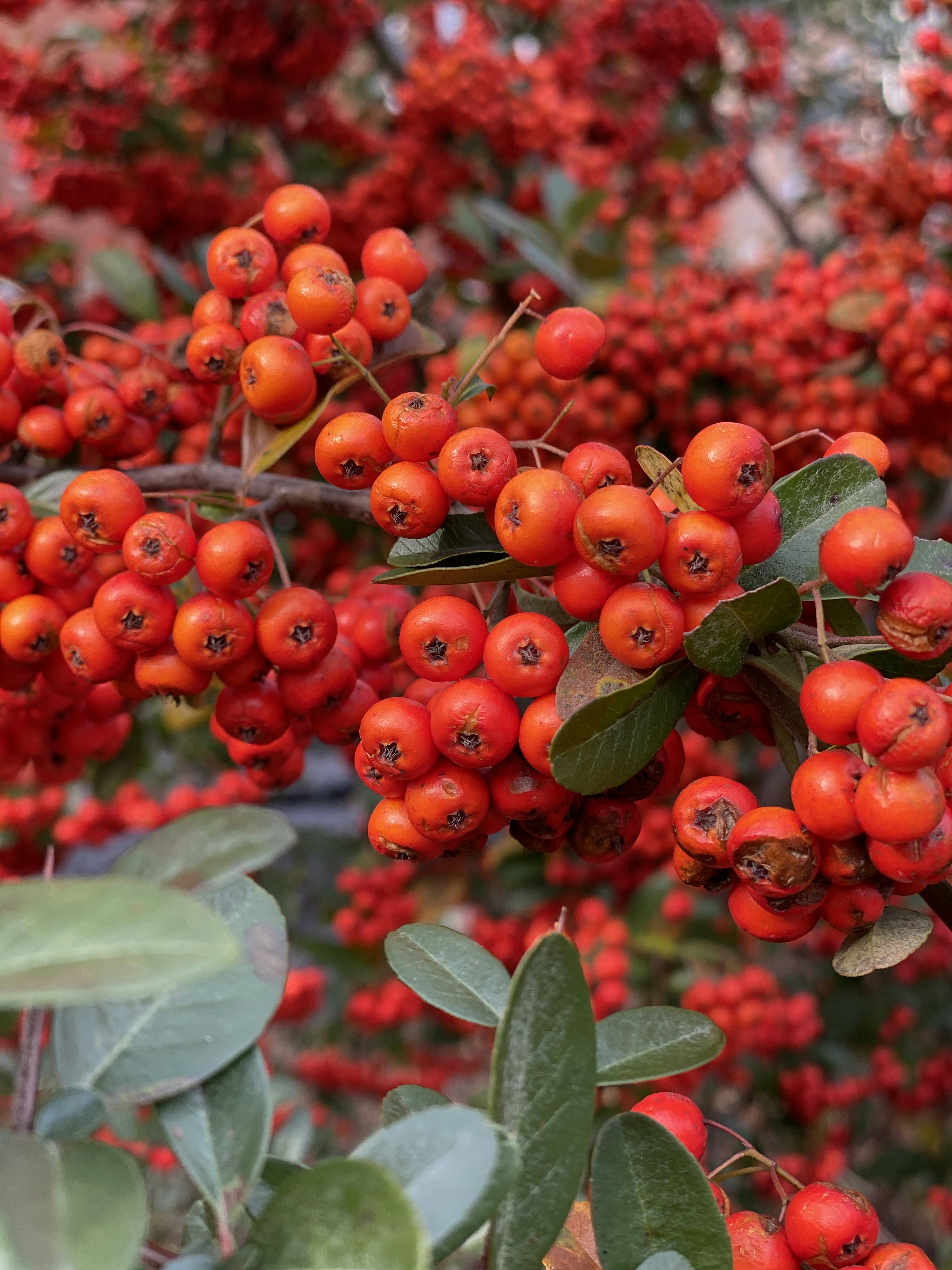 Photo by amlfountain