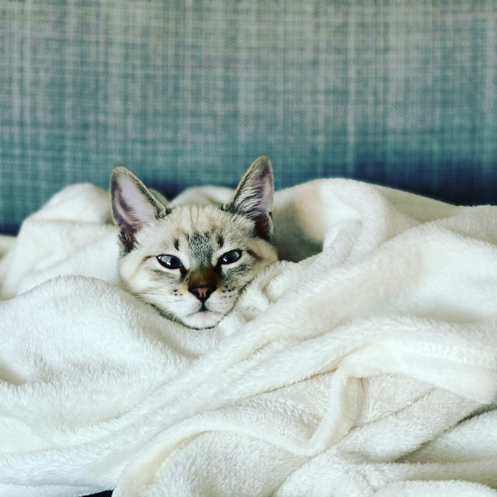 chaton tigré brun recouvert d’une couverture blanche