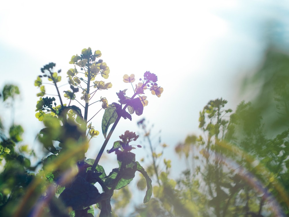 purple and white flower in tilt shift lens