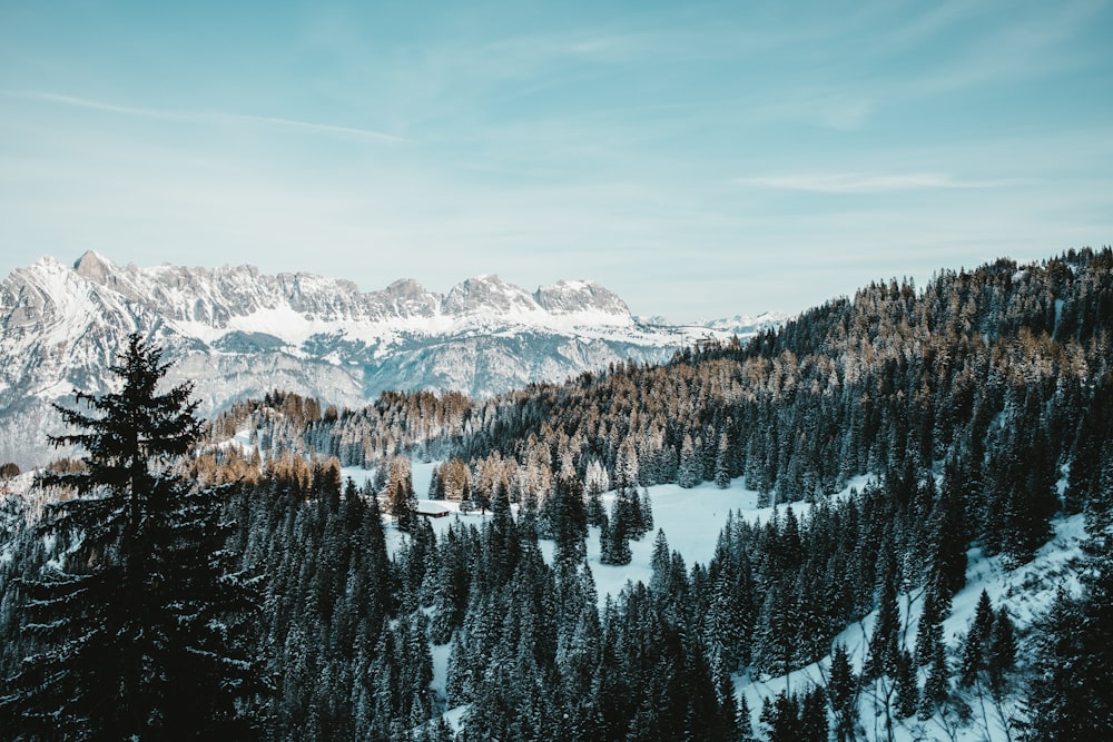 green pine trees on snow covered mountain during daytime