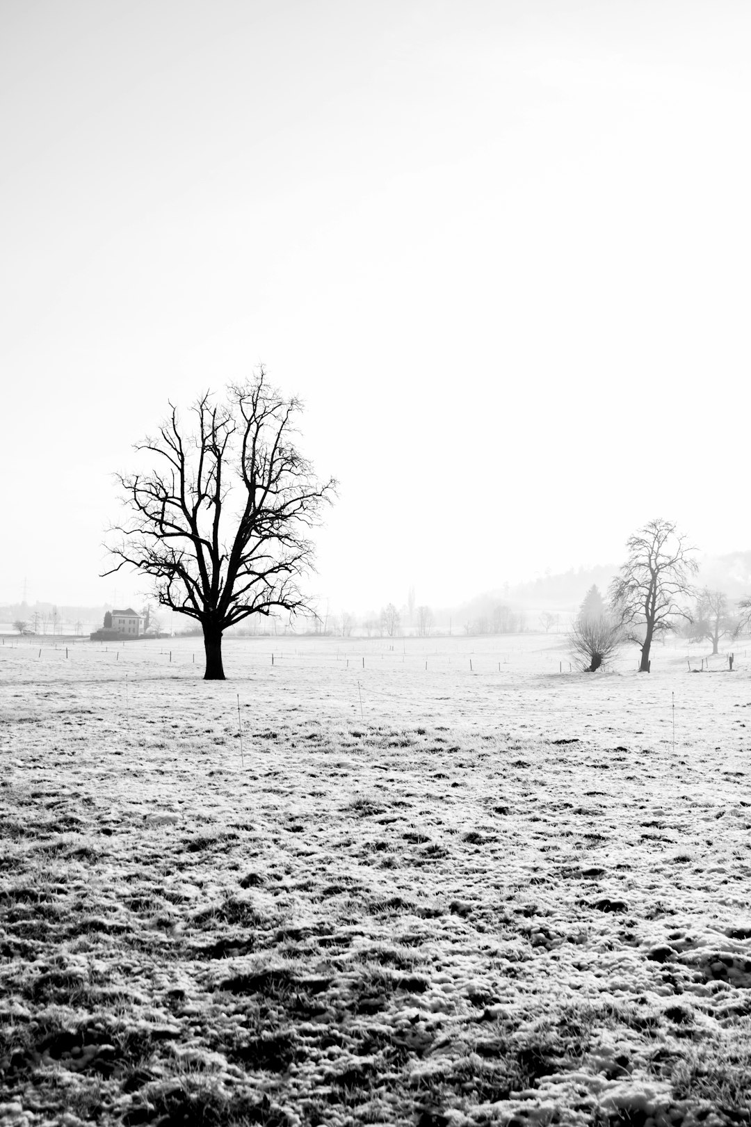 leafless tree on snow covered ground