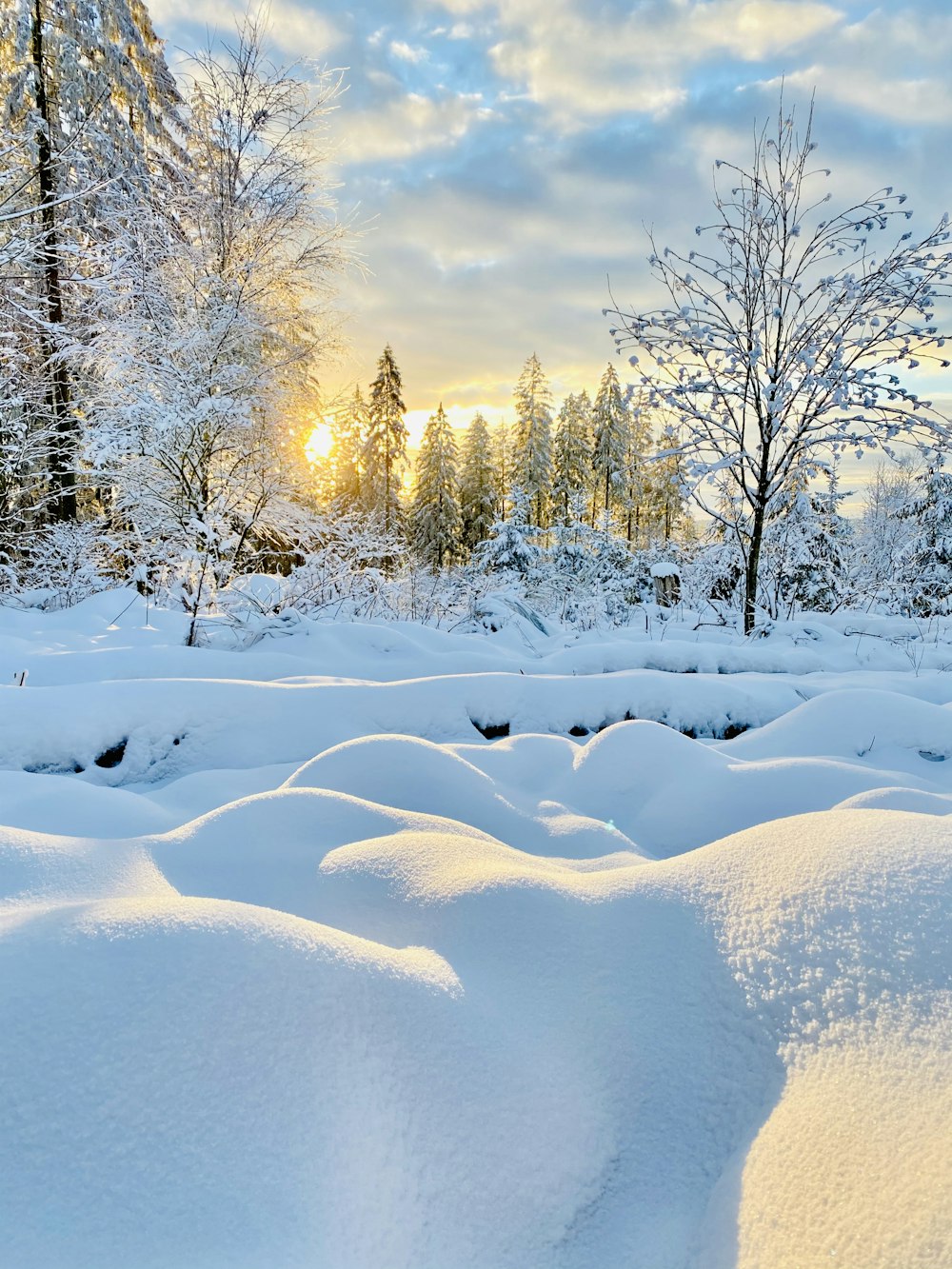 昼間の青と白の曇り空の下、裸木が生い茂る雪原