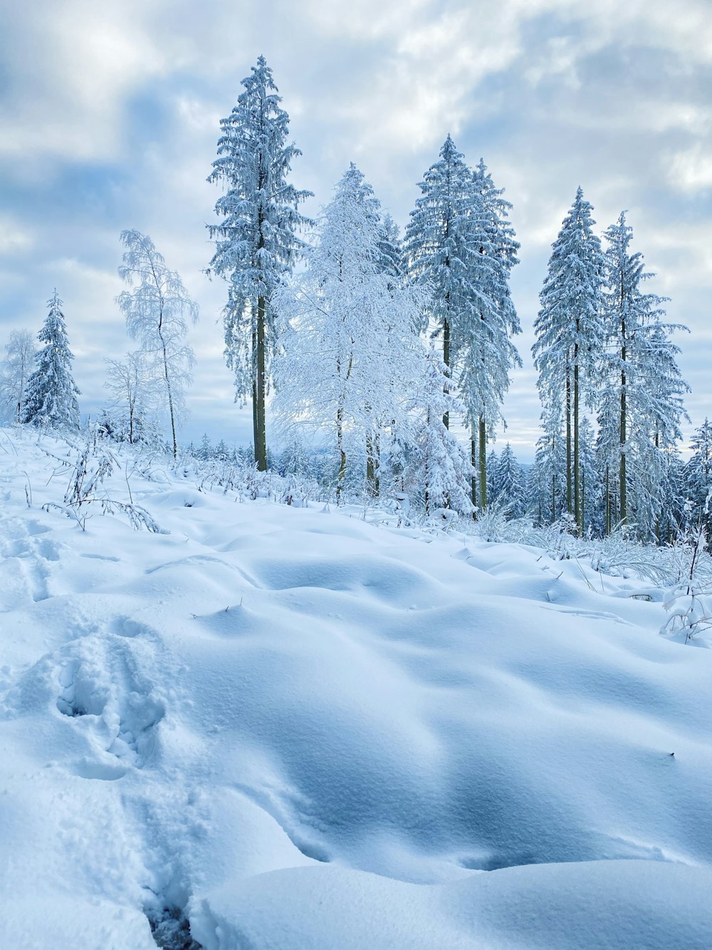 snow covered trees and field during daytime