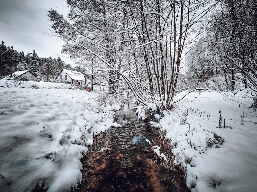 snow covered bare trees and house under white cloudy sky during daytime