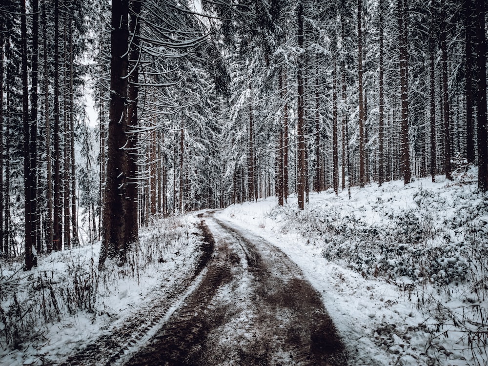 snow covered road between trees during daytime