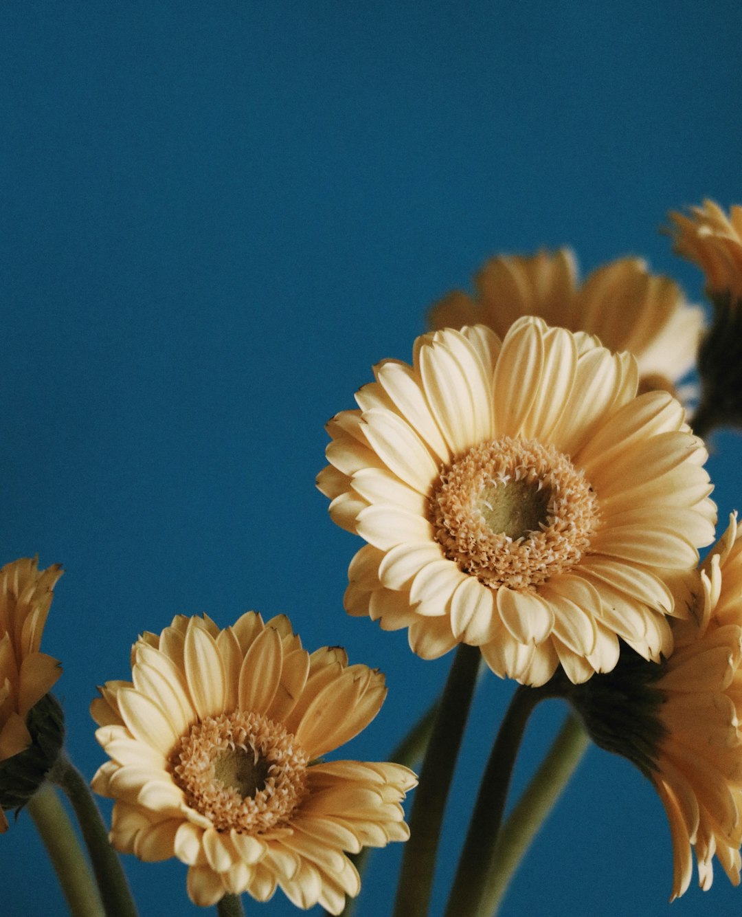 white and yellow flowers under blue sky