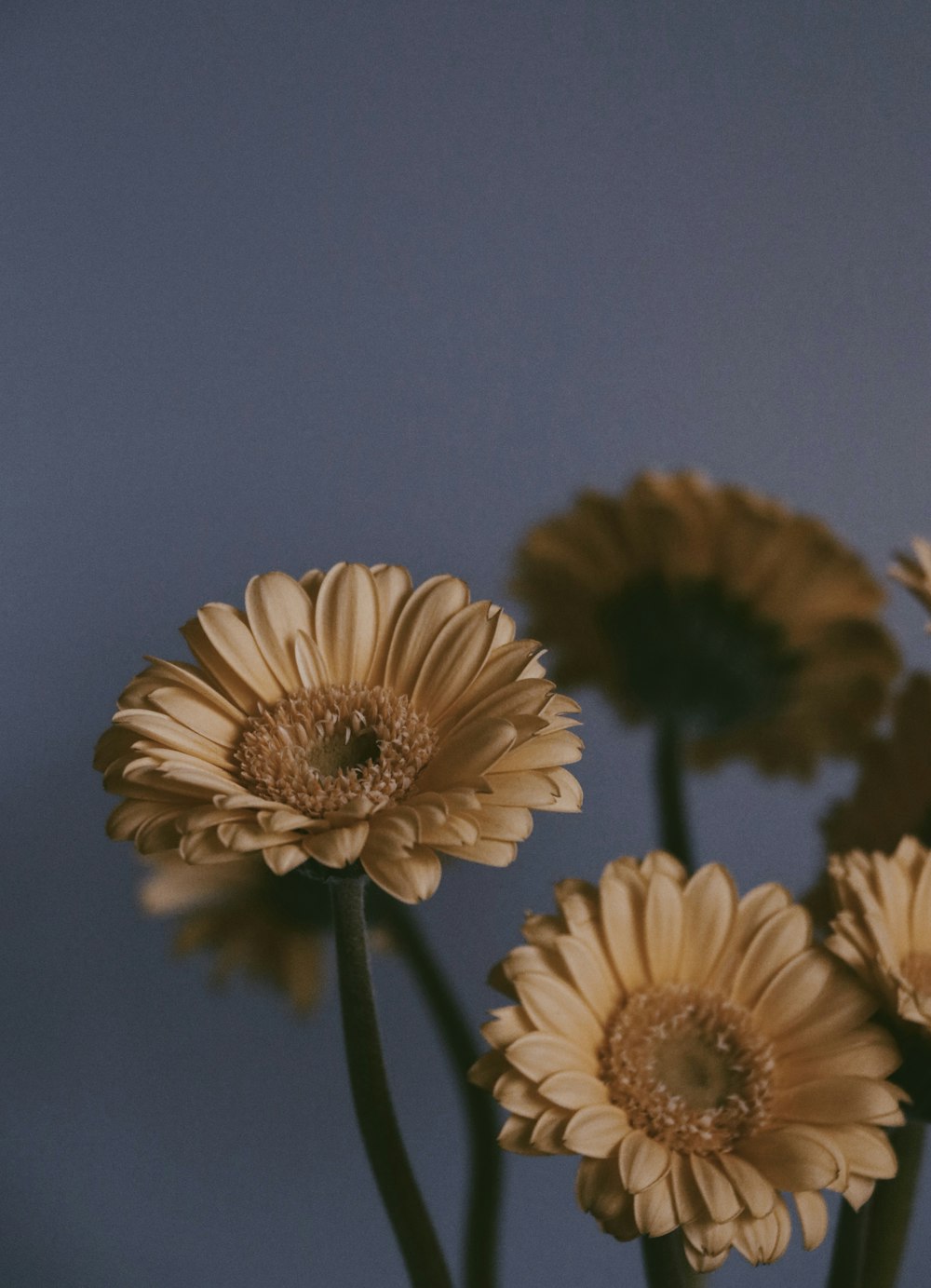 white and yellow flowers in tilt shift lens