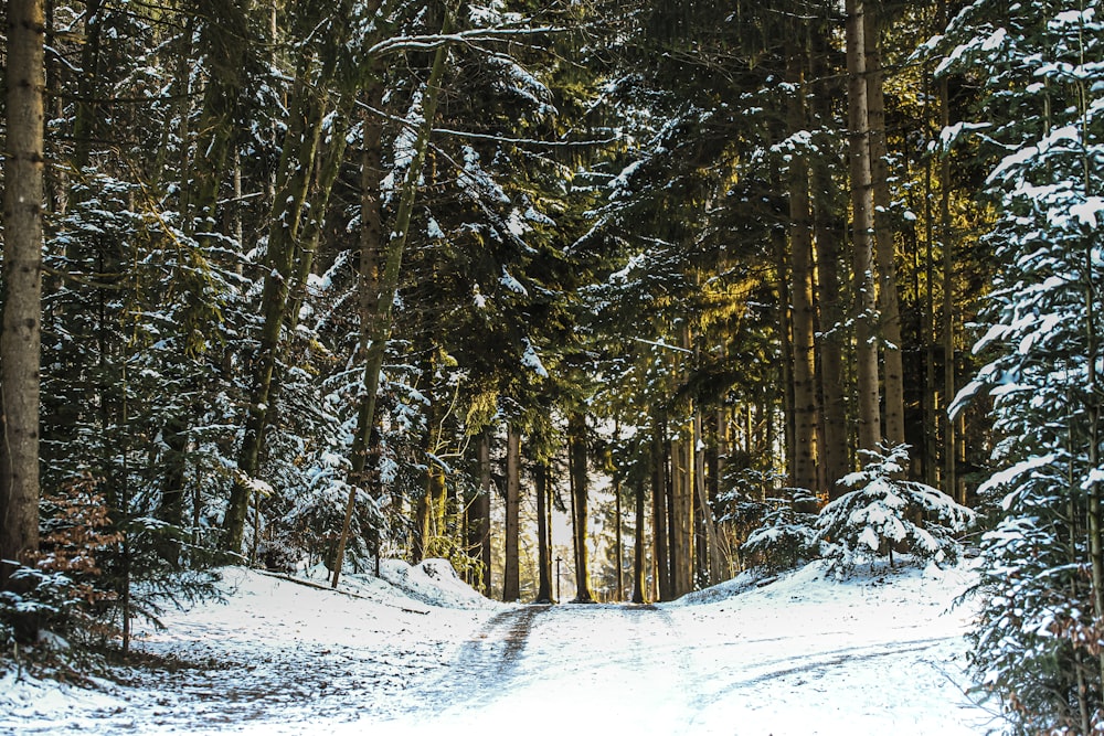 snow covered trees during daytime