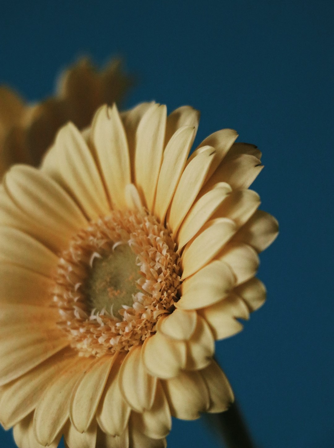 white daisy in bloom during daytime