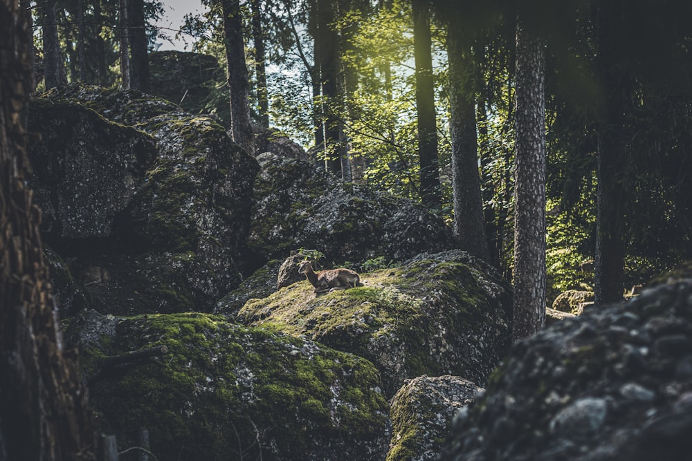green moss on brown rocks in forest during daytime