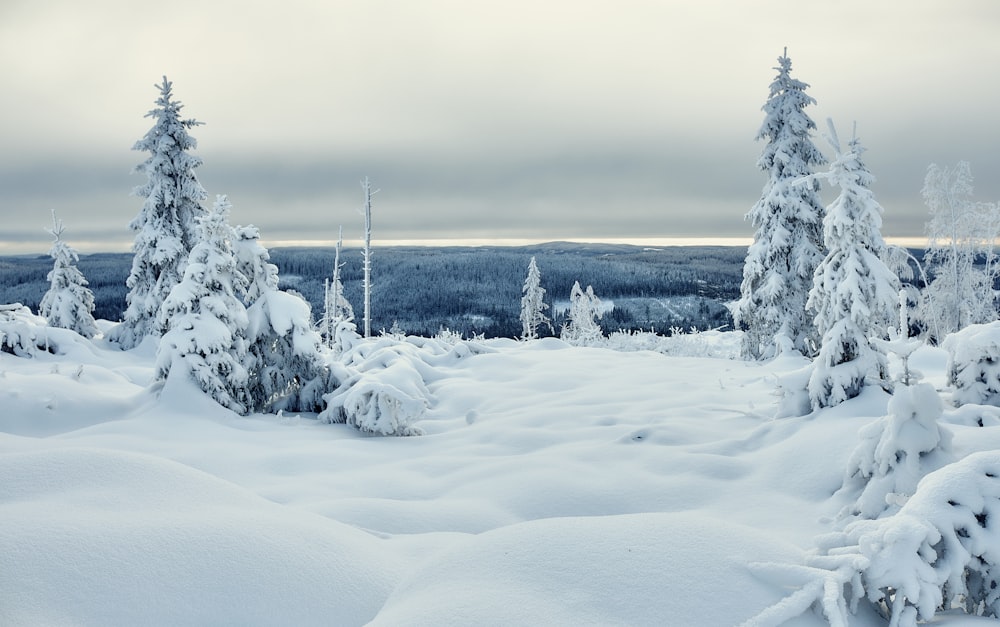 snow covered trees and field during daytime