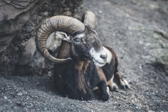 black and white ram on gray rock
