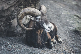 black and white ram on gray rock