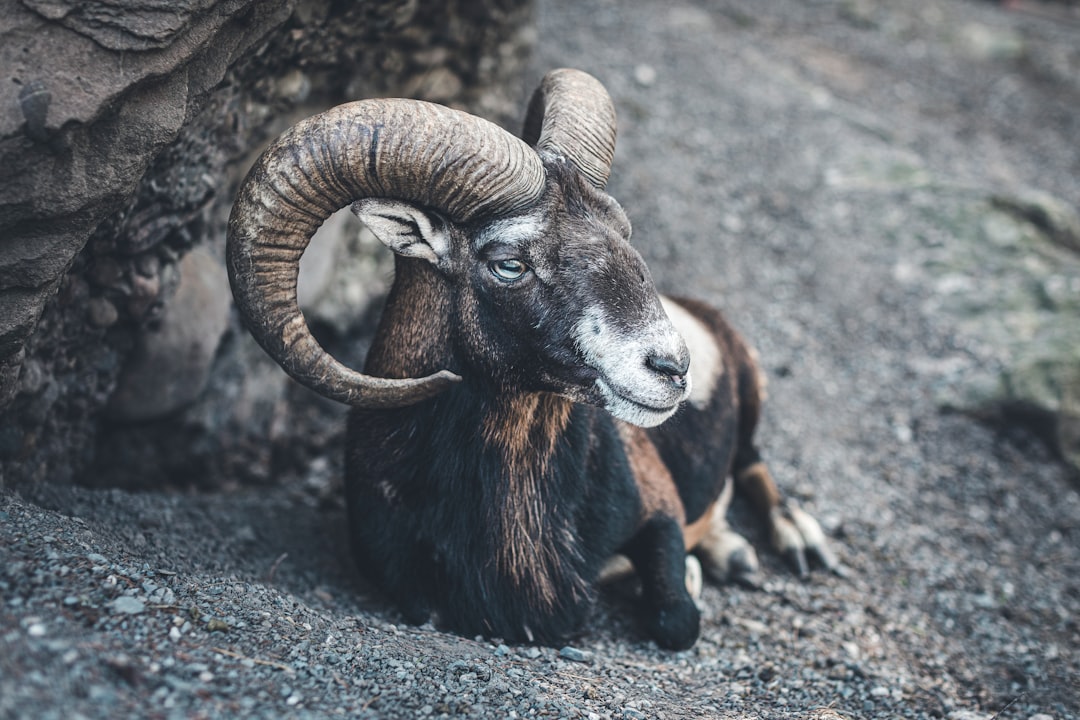 Aries Zodiac Sign: The Fearless Trailblazer