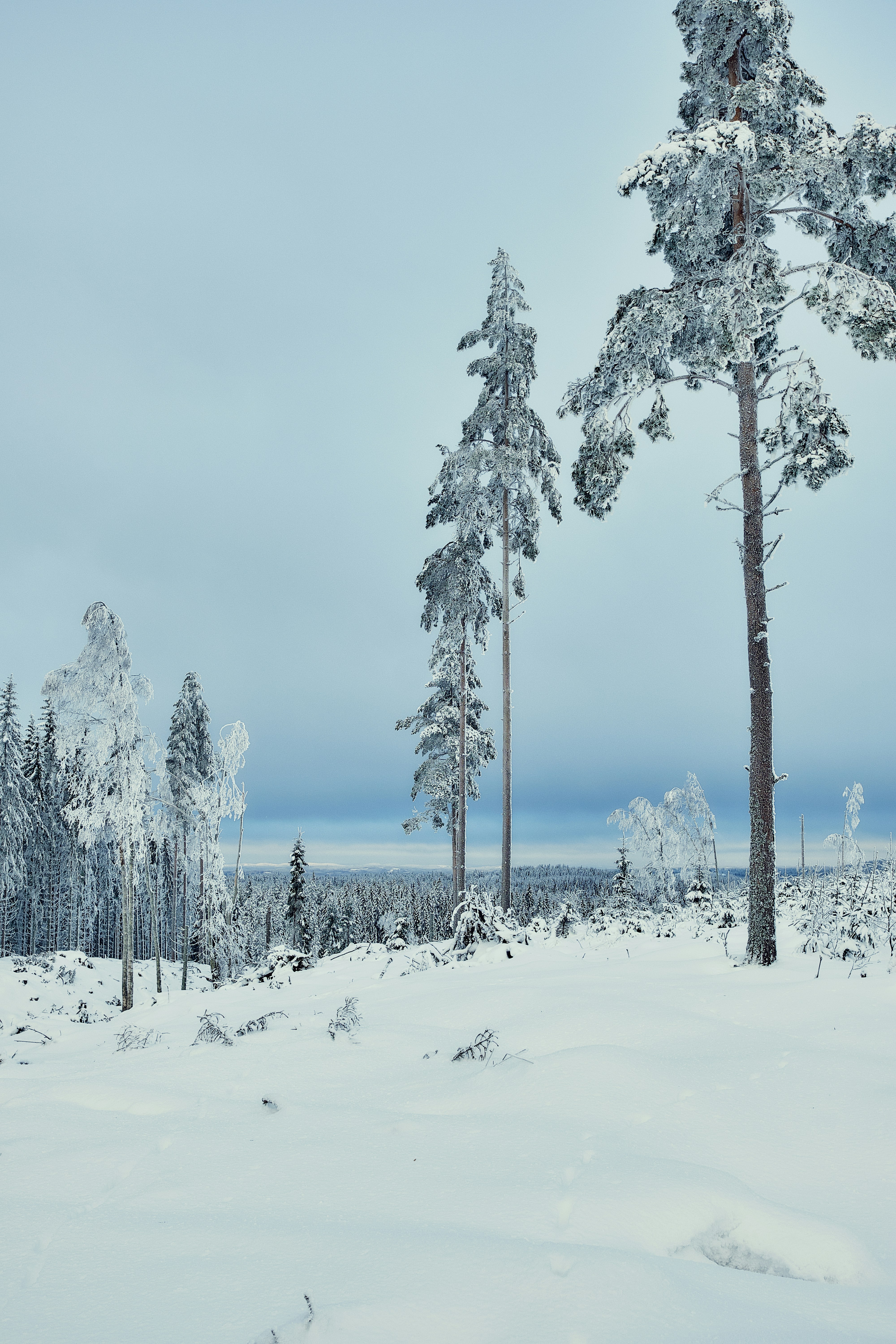 Photo by oskar_nystedt