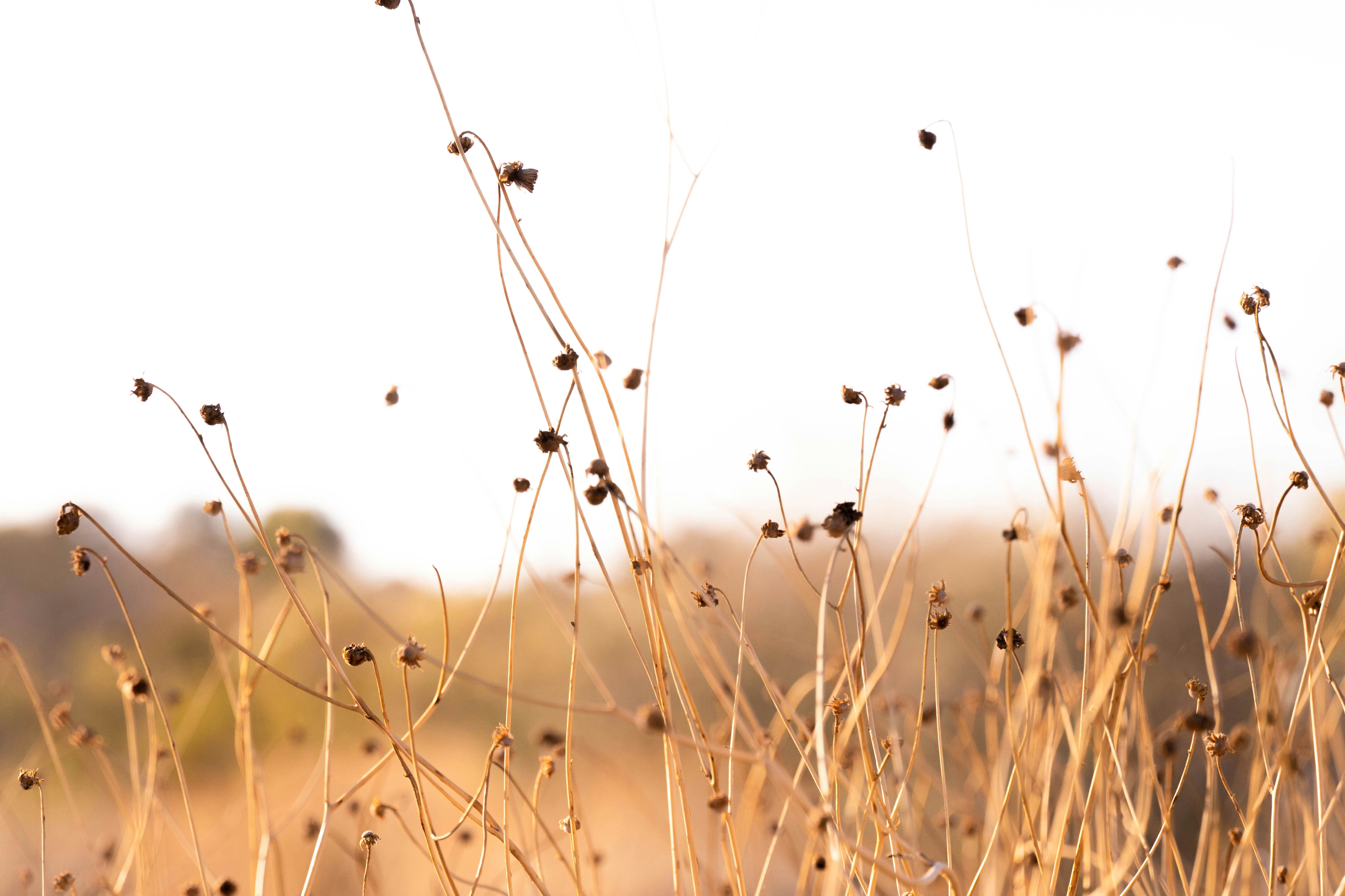 Photo by jeffersonsees