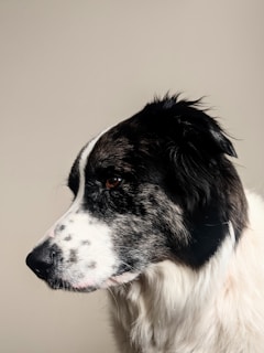 A close-up of a polar white giant schnauzer with a shiny coat.