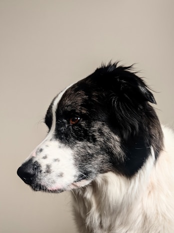 A close-up of a polar white giant schnauzer showcasing its unique features.