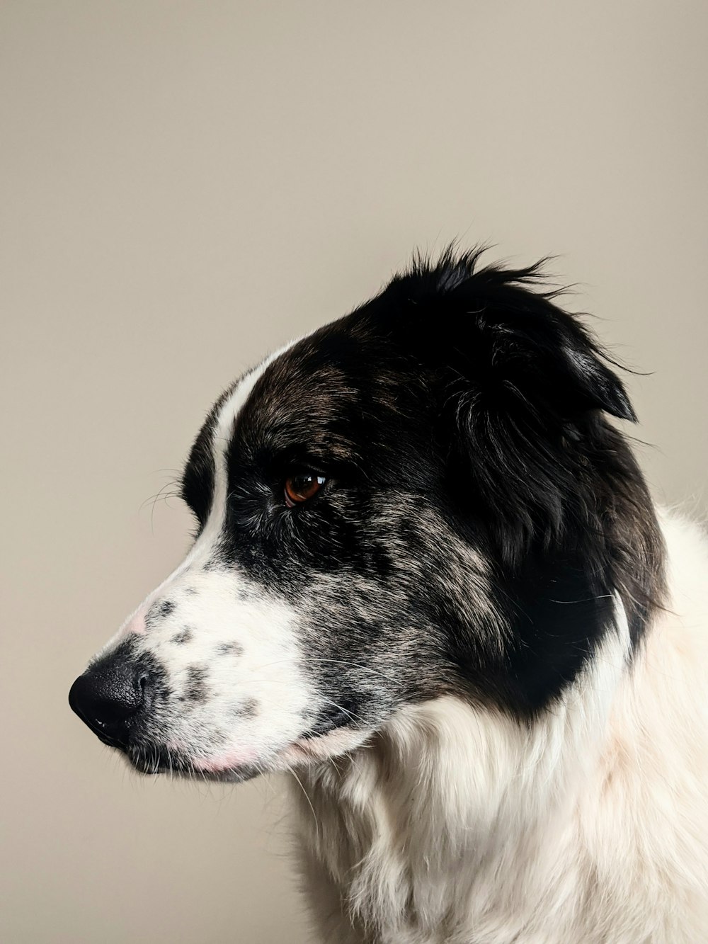 30,000+ Border Collie Mix Pictures | Download Free Images on Unsplash