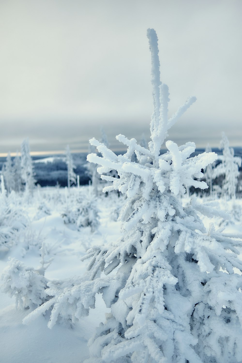 white snow covered tree during daytime