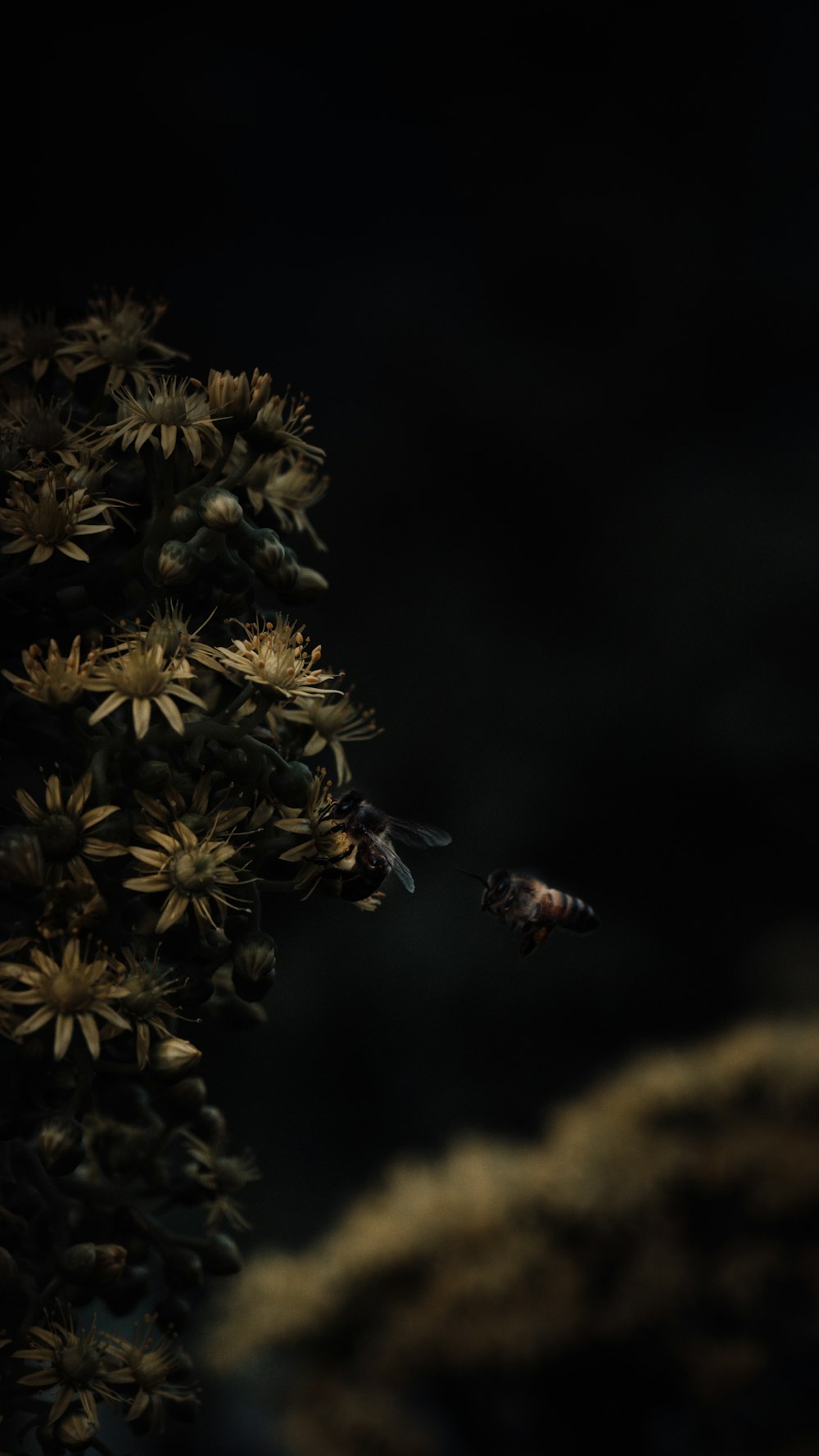 honeybee perched on yellow flower in close up photography during daytime