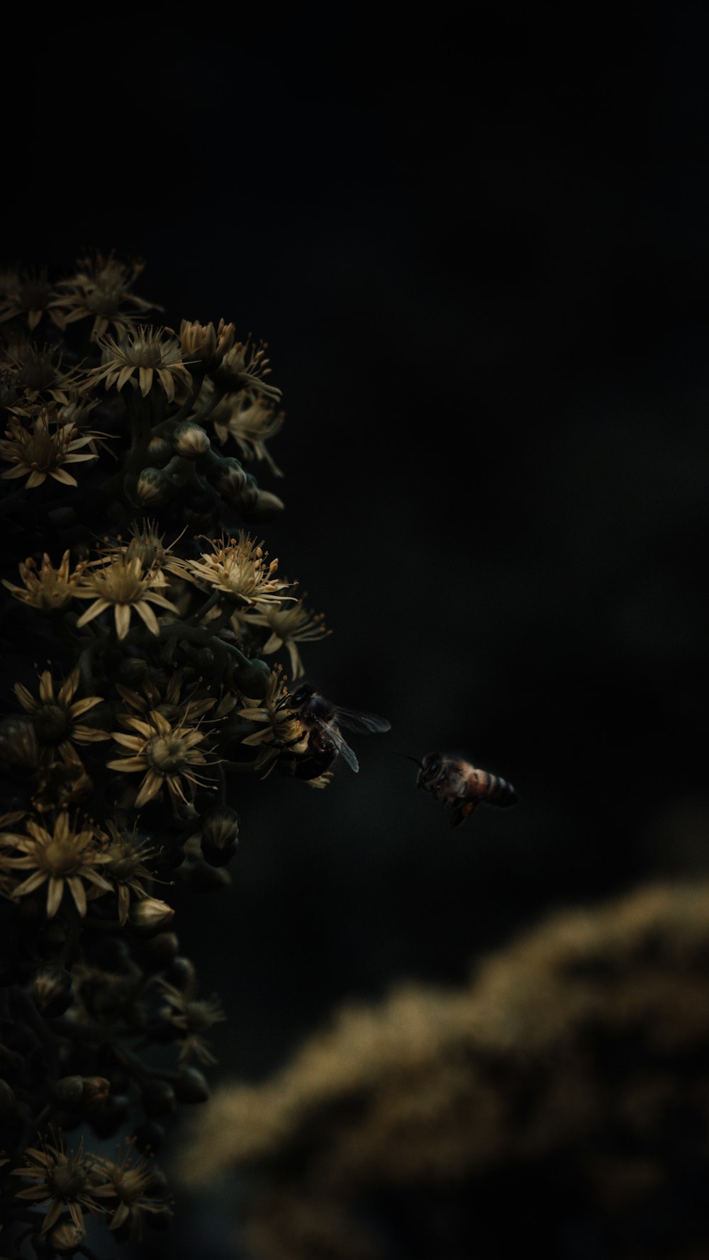 abeille perchée sur la fleur jaune en gros plan photographie pendant la journée