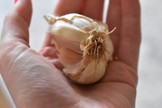 Hands holding a bunch of freshly picked garlic with soil still clinging to the roots.