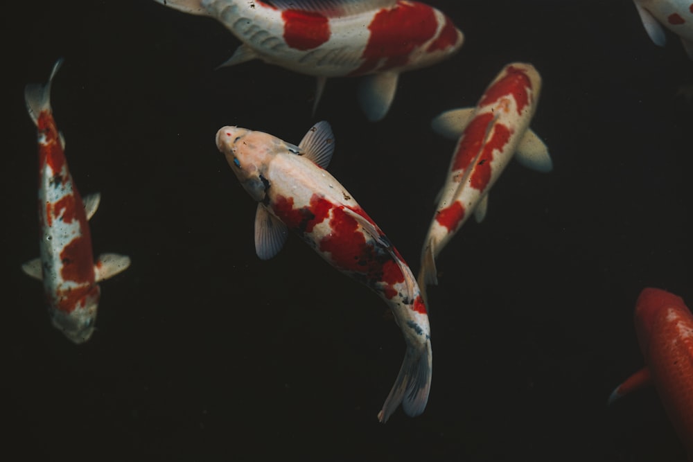 Poissons koï blancs et rouges