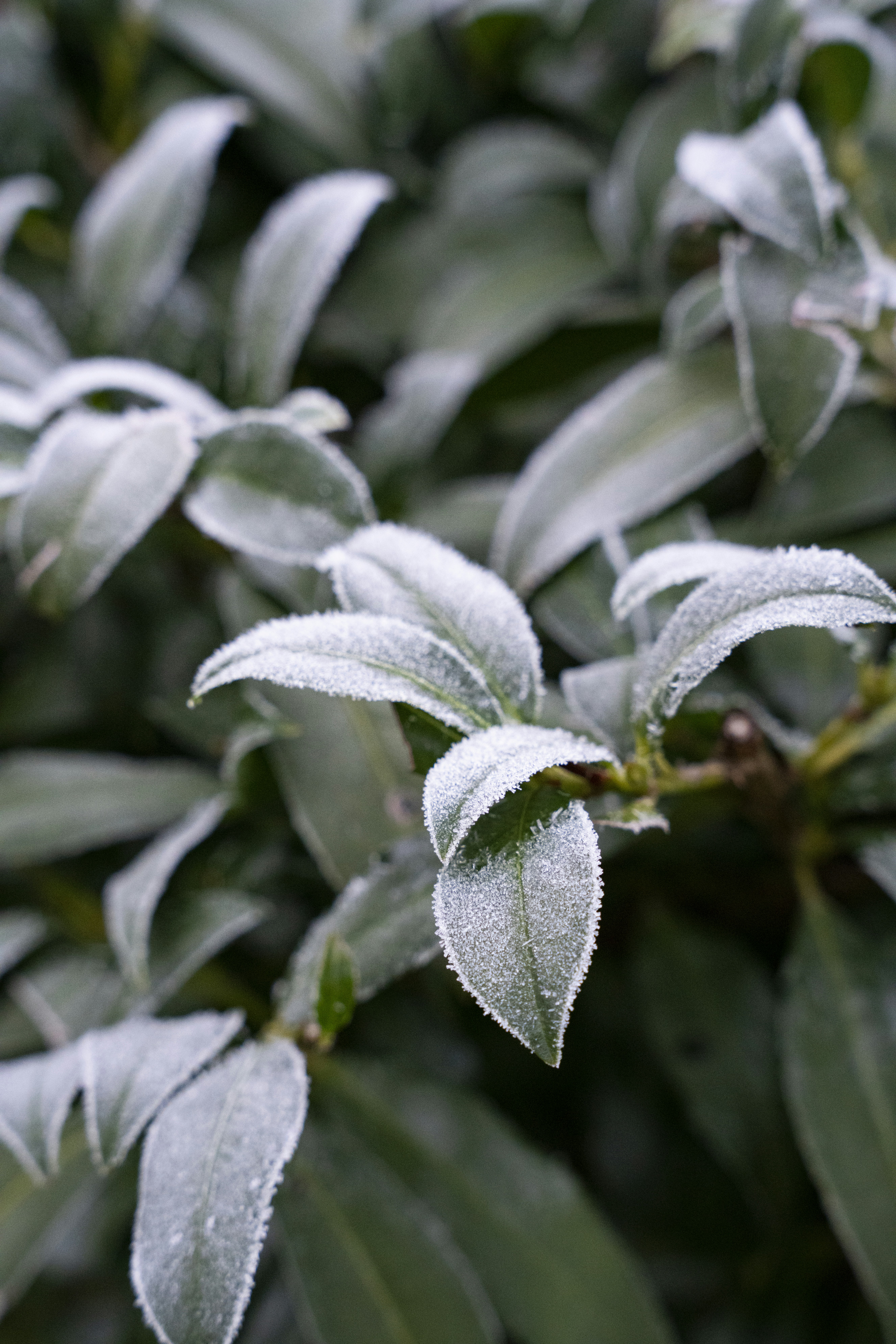 green plant with water droplets