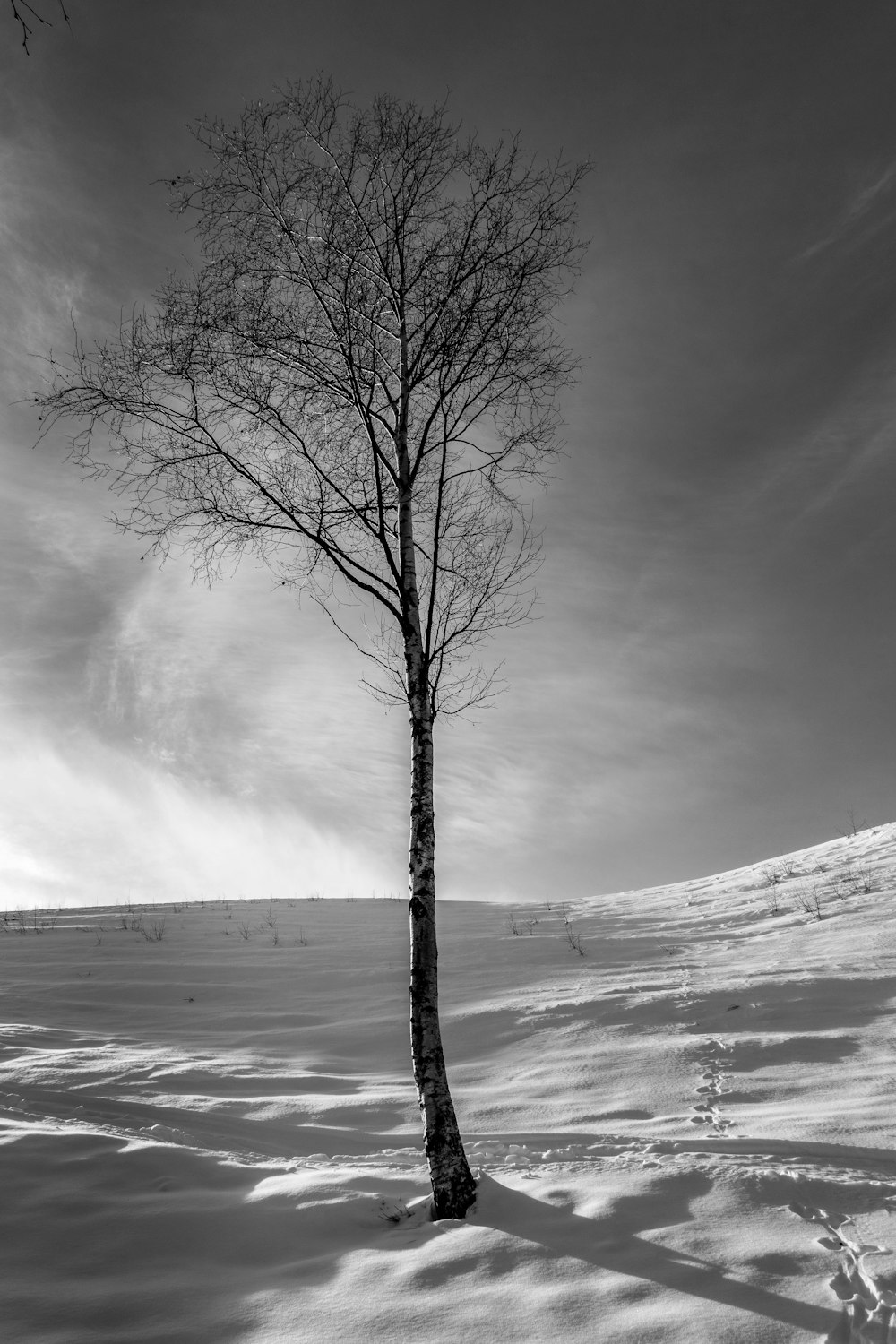 grayscale photo of bare tree on snow covered ground