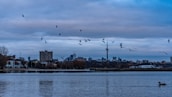 A serene cityscape with a body of water in the foreground and a distant city skyline. Numerous birds are flying over the water, and the CN Tower stands prominently against a cloudy sky.